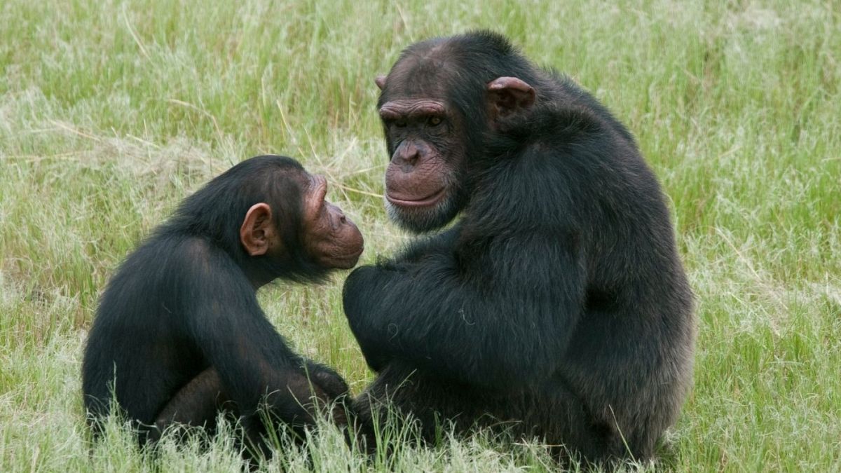 شامپانزه ها و بونوبوها مانند انسان‌ها سلام و خداحافظی می‌کنند