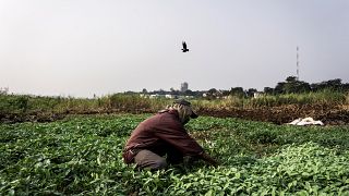 La RDC projette des exportations agricoles vers l’Occident et la Chine