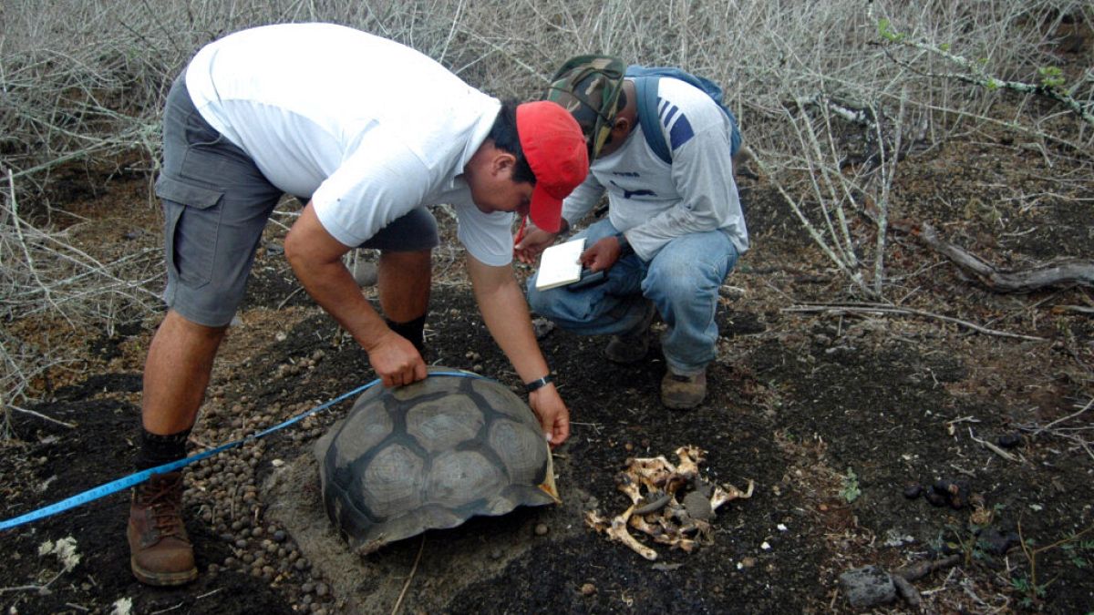 Rescate de una tortuga en las Islas Galápagos