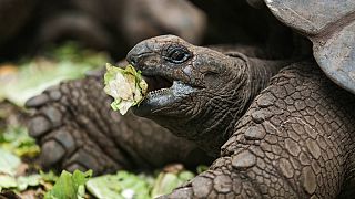 Una tartaruga gigante di Aldabra