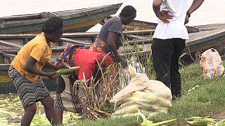 Nigéria : l'insécurité menace la production alimentaire