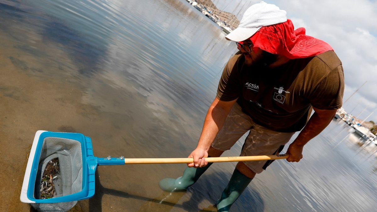 A man collects dead fish that have appeared by the shore of the Isle of Ciervo off La Manga, part of the Mar Menor lagoon in Murcia, Spain Aug. 19, 2021