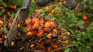 Oil palm growing picks pace in Uganda