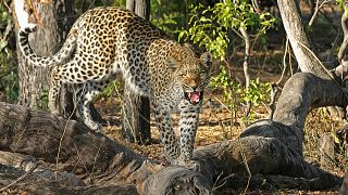 Stock image of Leopard