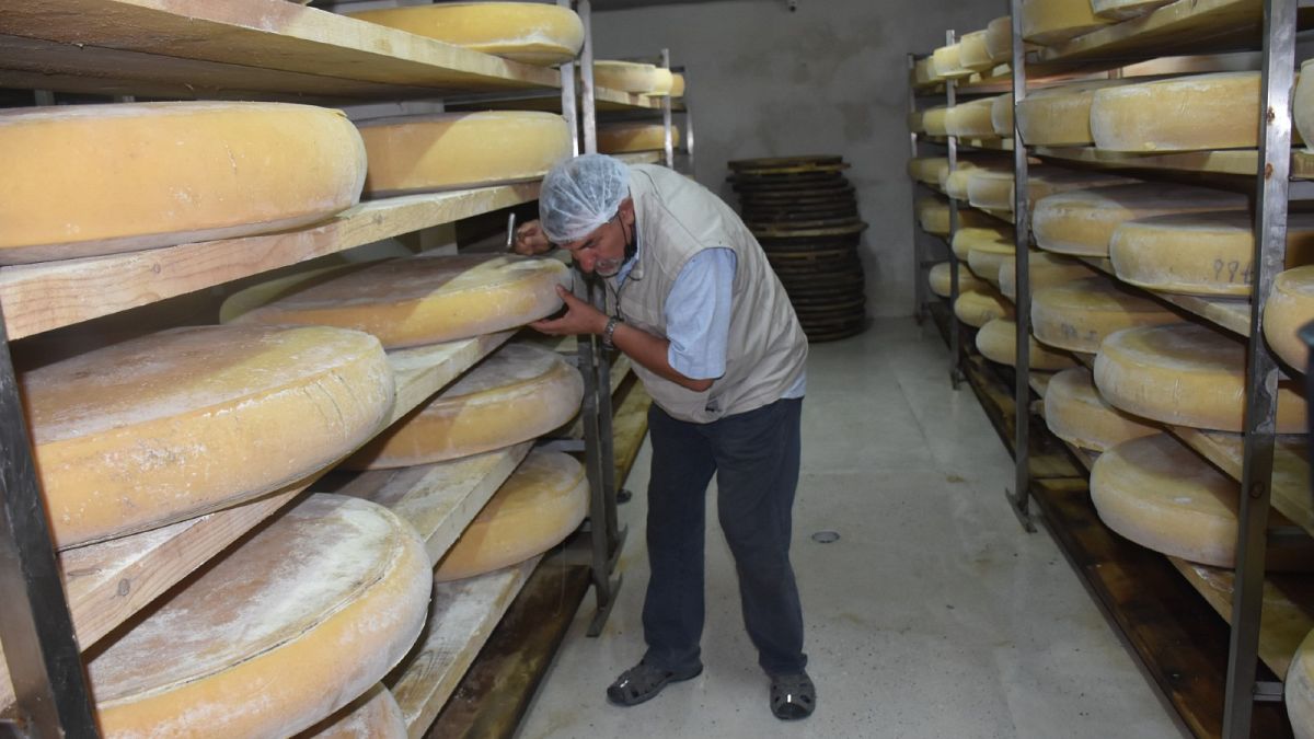 Kars Gravyer Peynir Üretimi