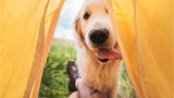 Planning a holiday with your dog? Here are our recommendations
