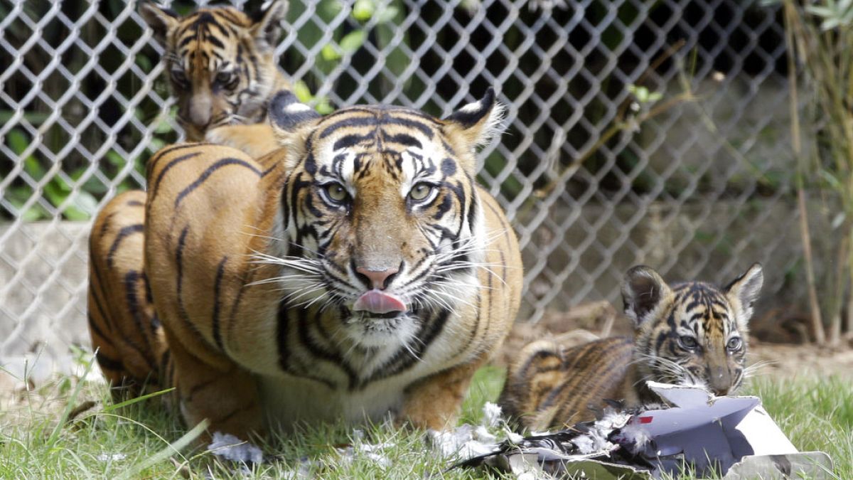 Sumatra-Tigerin mit ihren zwei Jungen im Zoo von Bali, Juli 2018