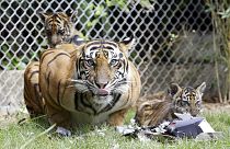 Sumatra-Tigerin mit ihren zwei Jungen im Zoo von Bali, Juli 2018