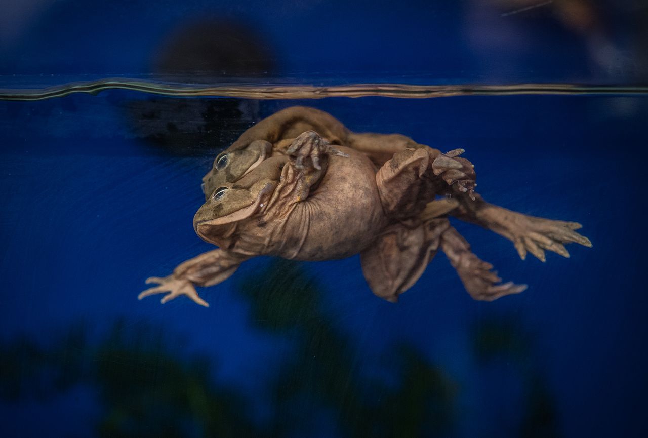 These endangered 'scrotum' frogs breathe through their saggy skin | Euronews