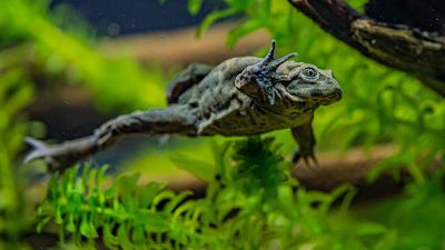 Lake Titicaca frogs have saggy skin that helps them to absorb oxygen. Lake Titicaca frogs have saggy skin that helps them to absorb oxygen.