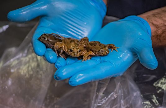 These endangered ‘scrotum’ frogs breathe through their