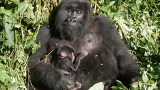 New birth of a mountain gorilla in DRCongo's Virunga park
