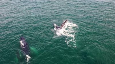 Humpback whales arrive at Colombia's Pacific coast to mate