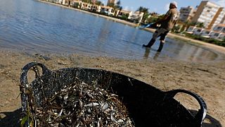Un trabajador recoge peces muertos de la orilla en el Mar Menor, Murcia.