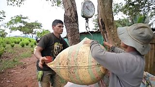 Un hombre pesa la recolecta de hoja de coca