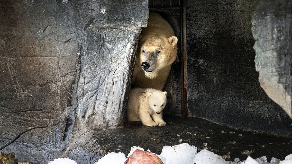 A koppenhágai állatkert jegesmedvebocsa anyja társaságában 2020. február 27-én. A Nemzetközi Jegesmedve Nap célja, hogy felhívja a figyelmet a globális felmelegedésre