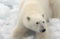 Captura de imagen del video del oso polar en el el archipiélago de Tierra de Francisco José, en el Ártico ruso