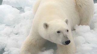 Captura de imagen del video del oso polar en el el archipiélago de Tierra de Francisco José, en el Ártico ruso