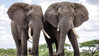 Kenya praises fight against poaching after animal census shows improvement