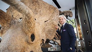 Auctioneer Alexandre Giquello poses in front of Big John, the largest known triceratops skeleton as he is being assembled in a showroom in Paris, Tuesday, Aug. 31, 2021