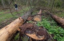 a man takes part in a protest against large-scale government logging in the Bialowieza Forest, Poland, Aug. 13, 2017.