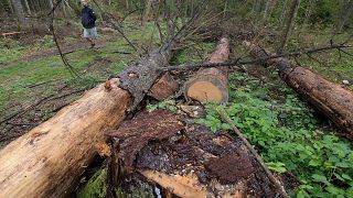 a man takes part in a protest against large-scale government logging in the Bialowieza Forest, Poland, Aug. 13, 2017.