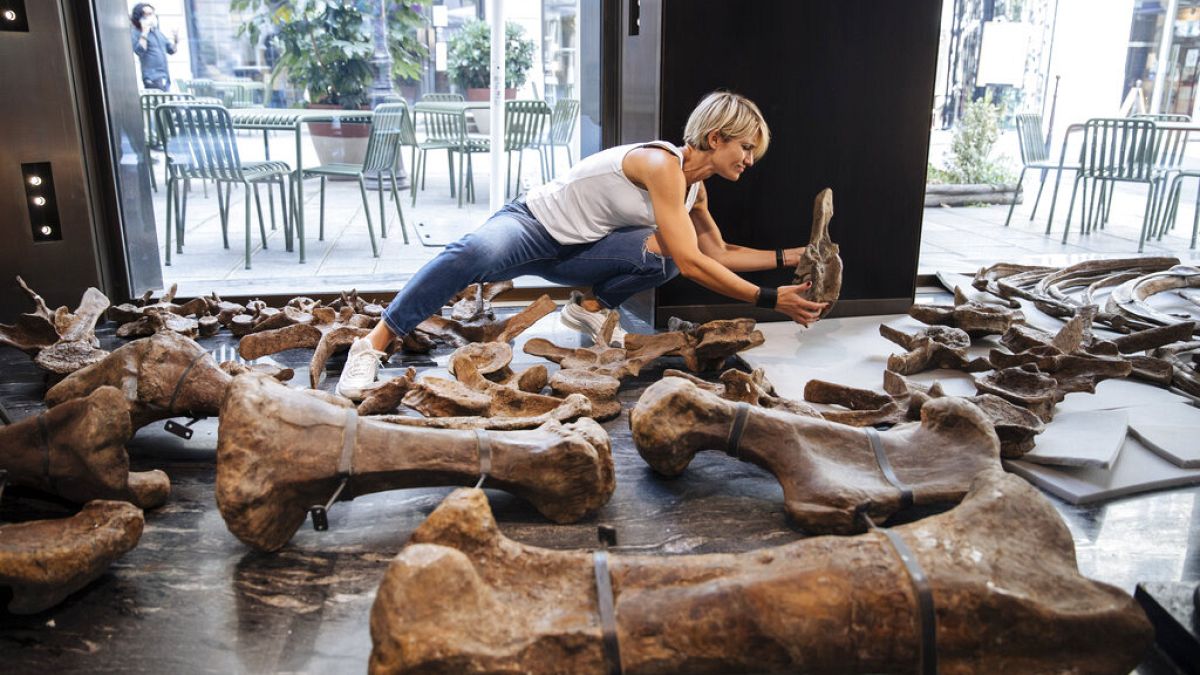 Le crâne de deux mètres de large, les quelque 200 os et les grandes cornes de l'animal étaient mardi en cours de montage derrière les vitrines d'une galerie d'exposition.