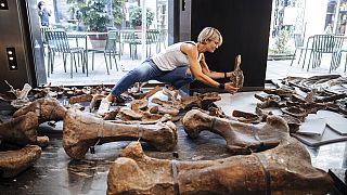 Le crâne de deux mètres de large, les quelque 200 os et les grandes cornes de l'animal étaient mardi en cours de montage derrière les vitrines d'une galerie d'exposition.