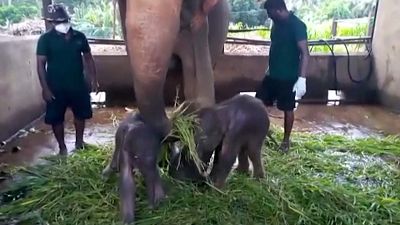 شاهد: ولادة نادرة لفيلين توأمين في حديقة الحياة البرية في سيرلانكا