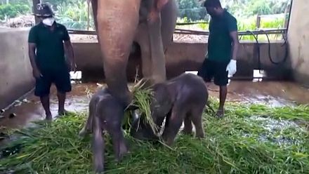 Sri Lanka reports rare birth of elephant twins