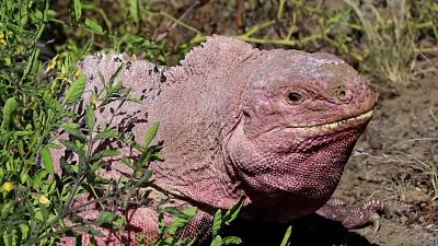 Iguanas cor-de-rosa em risco crítico de extinção
