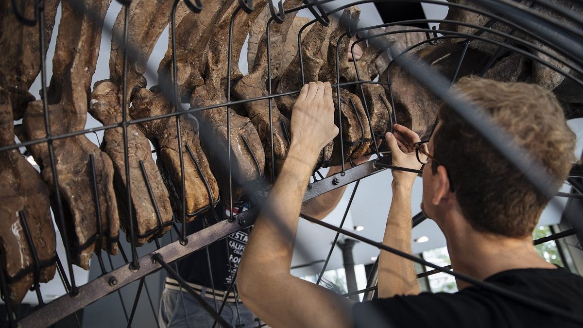 Скелет самого крупного трицератопса продадут на аукционе в Париже