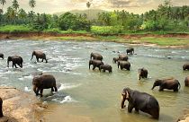 Elephant populations are on the rise in Kenya