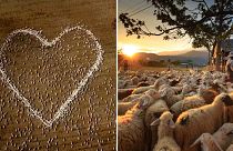 Sheep form the shape of a heart in a field in Guyra, northern New South Wales, Australia.
