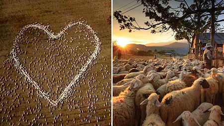 Sheep form the shape of a heart in a field in Guyra, northern New South Wales, Australia.