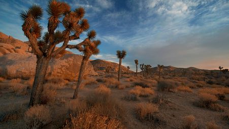 Though humans tend to avoid assholes, they are lifesaving for some desert species.