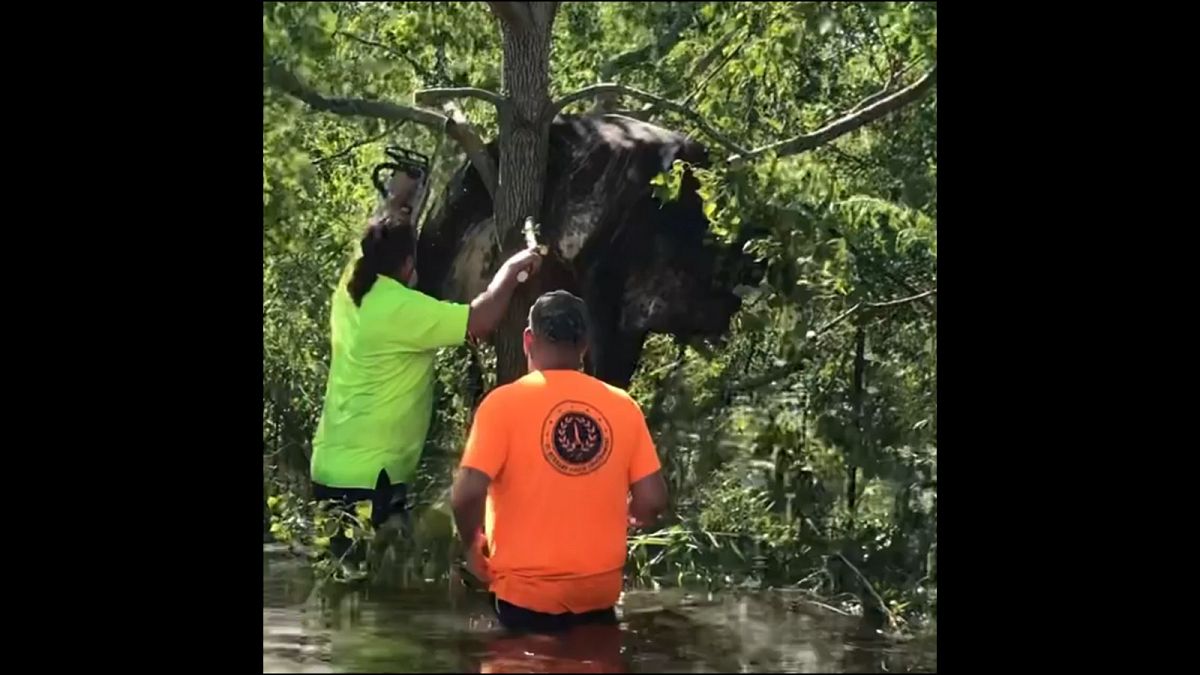 بقرة عالقة على شجرة بعد فيضان ضرب  نيو اورلينز الأمريكية 