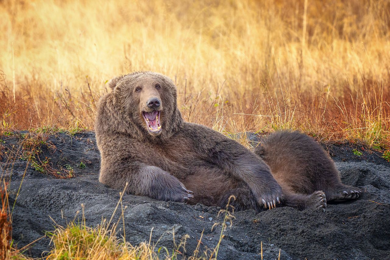 Draw me like one of your French bears': The funny animal photos helping to  save endangered species | Euronews