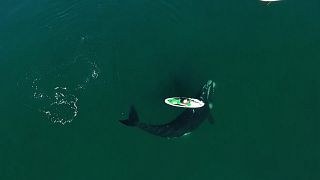 Southern Right whale interacting with a woman on a stand up paddle board