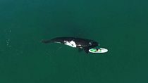 Barátságos bálna vett szemügyre két SUP-ozót Argentínánál