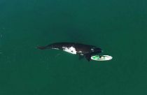 Barátságos bálna vett szemügyre két SUP-ozót Argentínánál