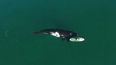 La vidéo spectaculaire d'une baleine jouant avec un paddle