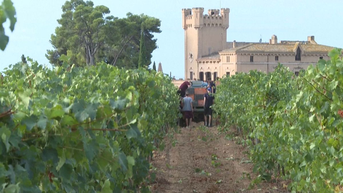 زراعة العنب وصناعة النبيذ في إقليم قطالونيا