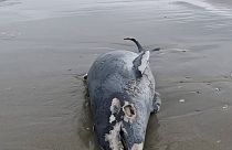 One of the dead porpoises on the beach in the Wadden Islands.