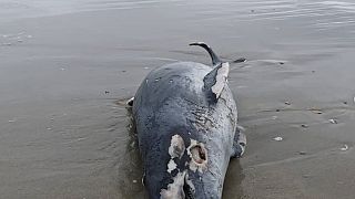 One of the dead porpoises on the beach in the Wadden Islands.