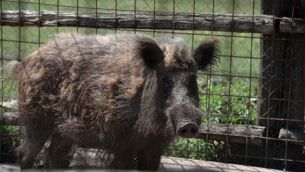 Wild boar 'invasion' in Rome suburb sees mayor sue local government thumbnail
