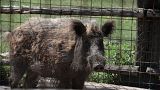 Wild boar have been wreaking havoc in and around the Italian capital for years.