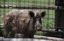 Wild boar have been wreaking havoc in and around the Italian capital for years.