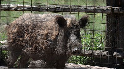 Wild boar have been wreaking havoc in and around the Italian capital for years.