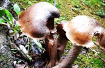 Mushroom